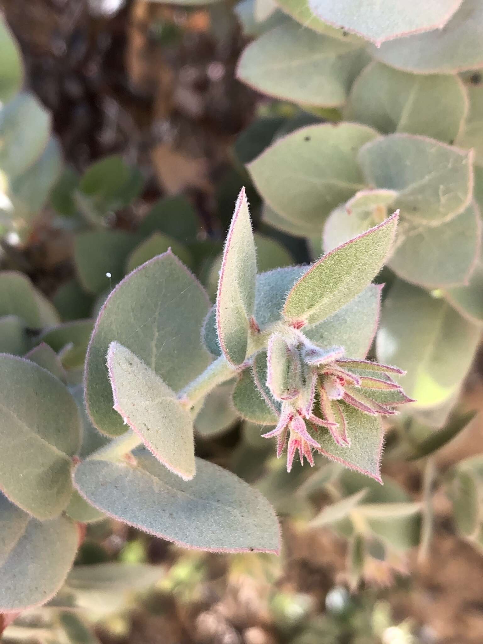 Imagem de Arctostaphylos luciana P. V. Wells