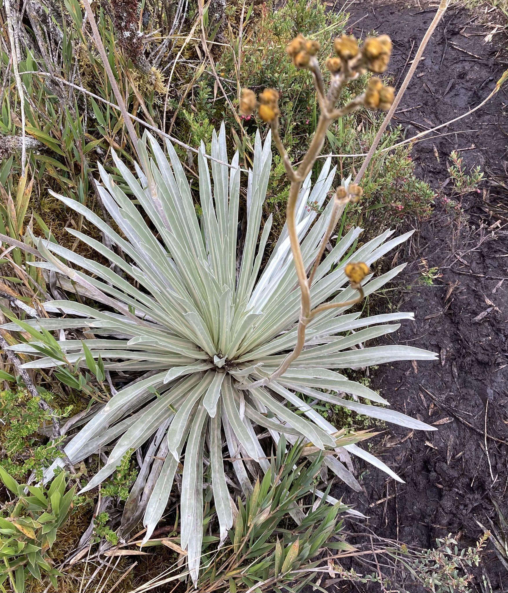 Image of Espeletia argentea Humb. & Bonpl.