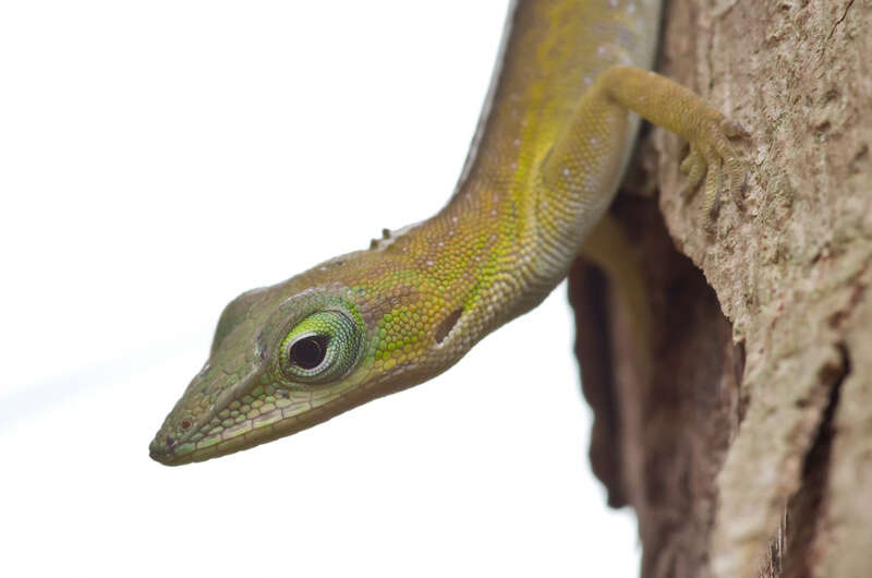 Anolis porcatus Gray 1840的圖片