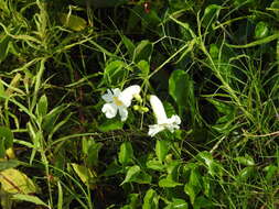 Imagem de Amphilophium carolinae (Lindl.) L. G. Lohmann