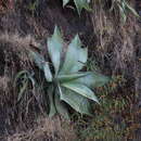 Agave attenuata subsp. dentata (J. Verschaff.) B. Ullrich resmi