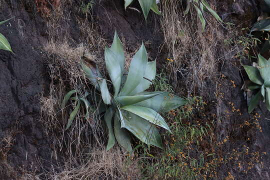 Agave attenuata subsp. dentata (J. Verschaff.) B. Ullrich resmi