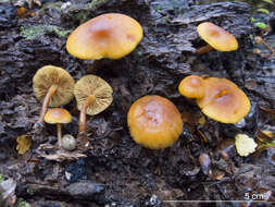 Image of Gymnopilus austropicreus B. J. Rees 2001