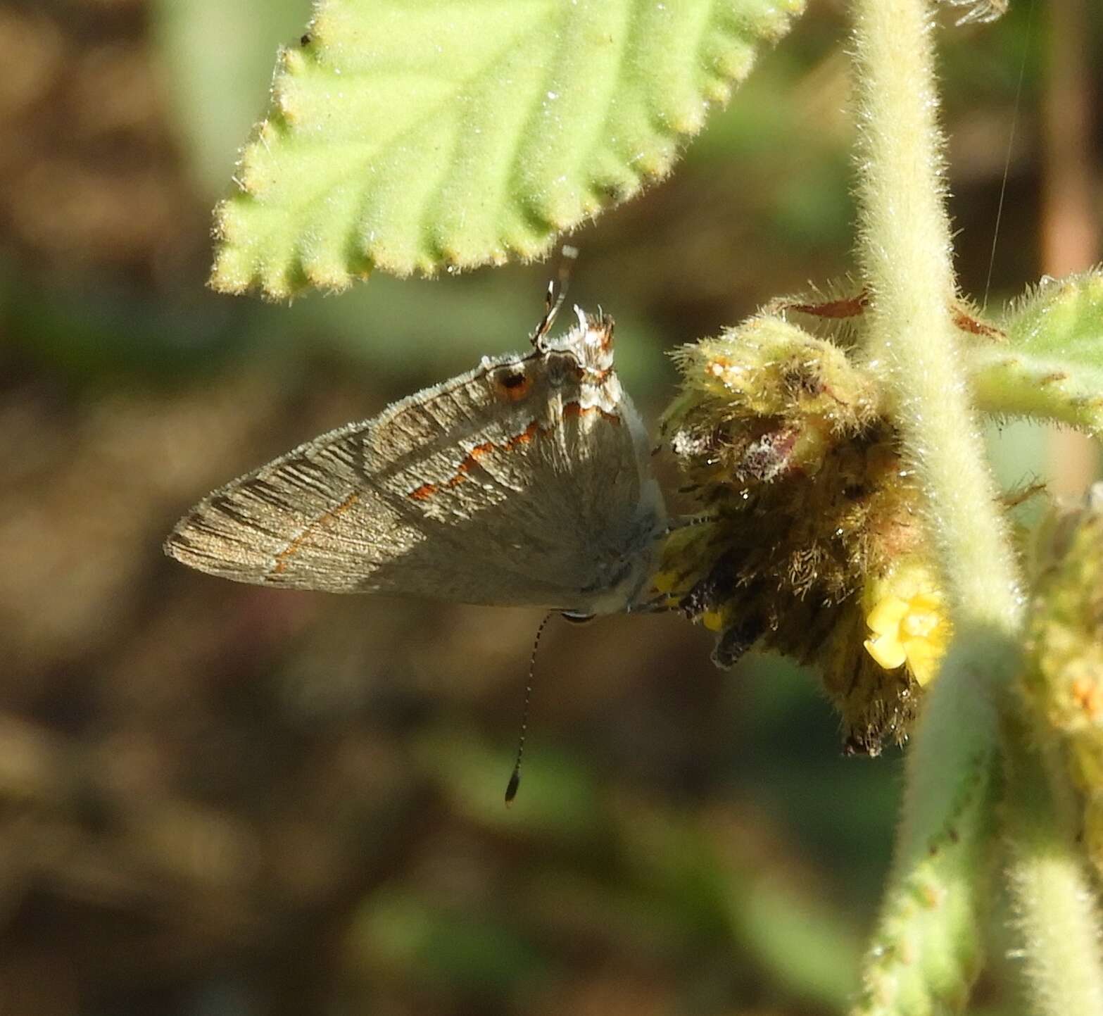 Image of Red-lined Scrub-Hairstreak