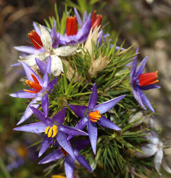 Image of Calectasia narragara R. L. Barrett & K. W. Dixon