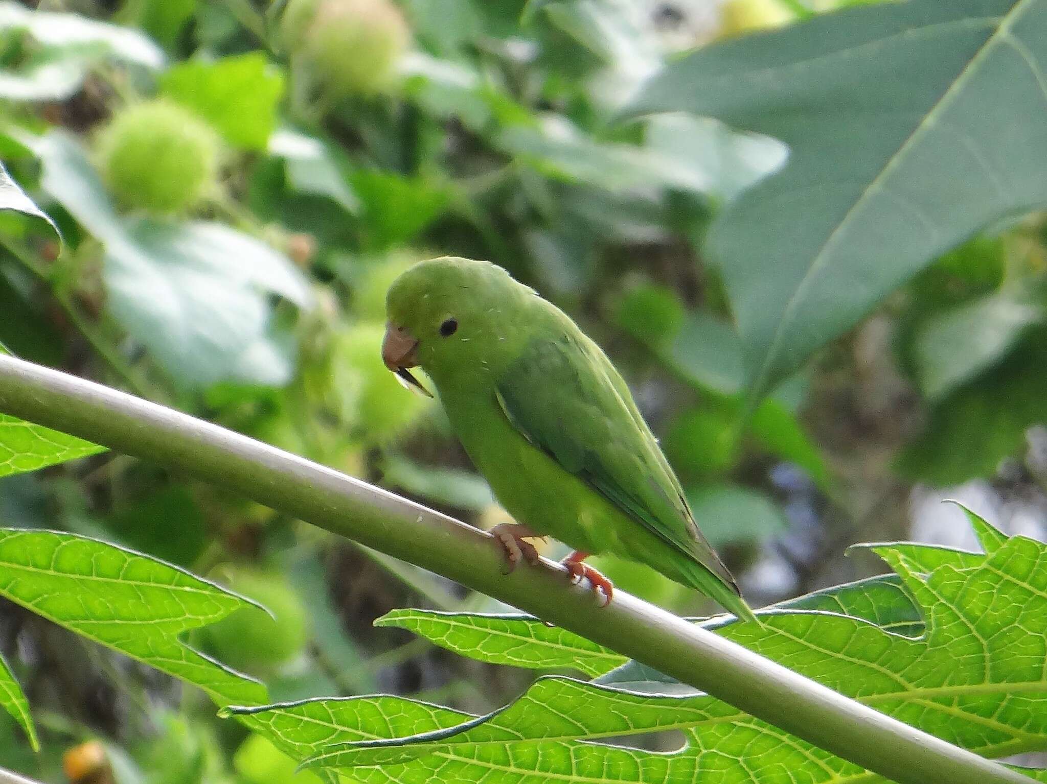 Image of Green-rumped Parrotlet