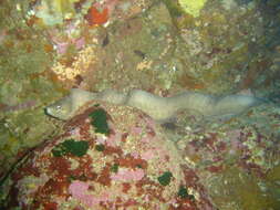 Image of Grey moray