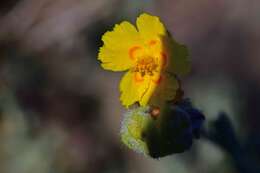 Helianthemum caput-felis Boiss. resmi