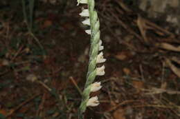 Image of Autumn Lady's Tresses Spiranthes