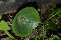 Image of Crassula umbella Jacq.