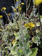 Image of Senecio verbascifolius Burm. fil.