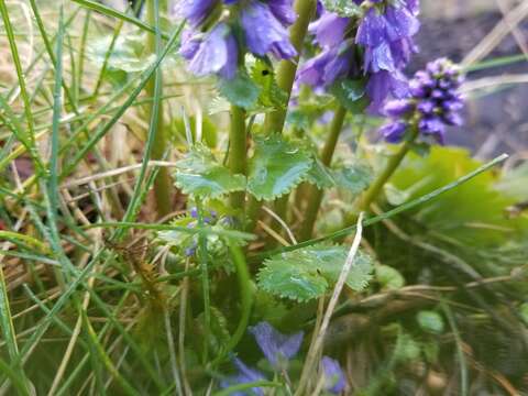 Veronica missurica subsp. stellata (Pennell) M. M. Mart. Ort. & Albach的圖片