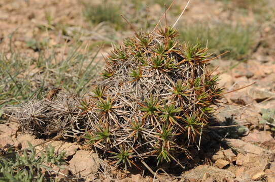 Image of Acantholimon alatavicum Bunge