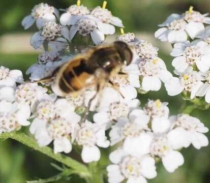 Imagem de Eristalis abusivus Collin 1931