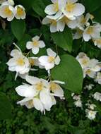 Imagem de Philadelphus coronarius L.