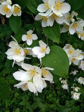 Image of sweet mock orange