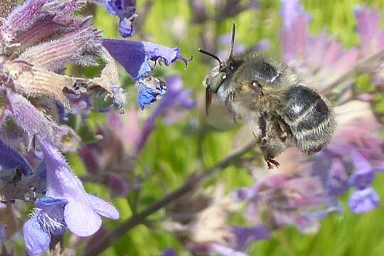 Image of Anthophora quadrimaculata (Panzer 1798)