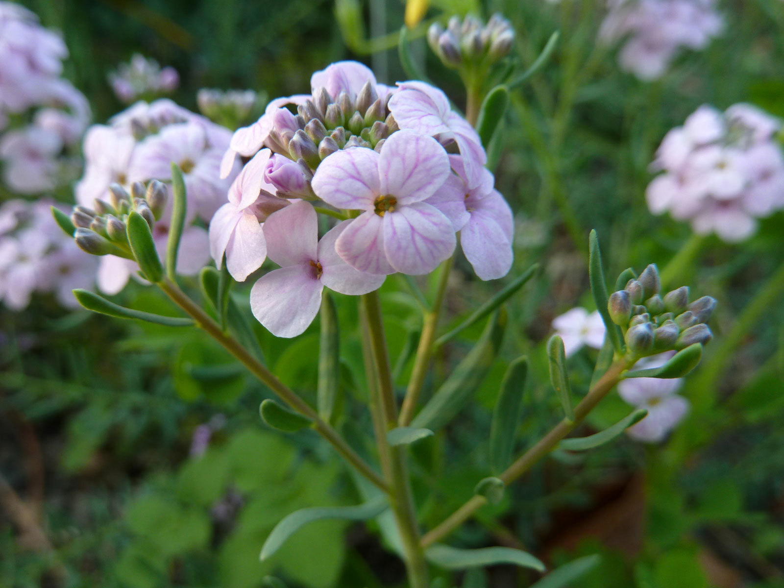 Persian Candytuft Encyclopedia Of Life