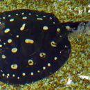 Image of Polka-dotted ray