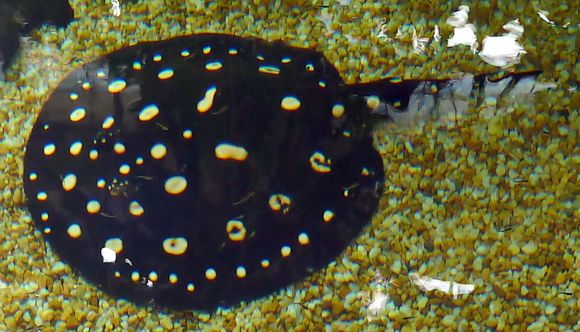 Image of Polka-dotted ray