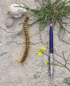 Image of Mediterranean banded centipede