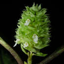 Image of Achyrospermum oblongifolium Baker