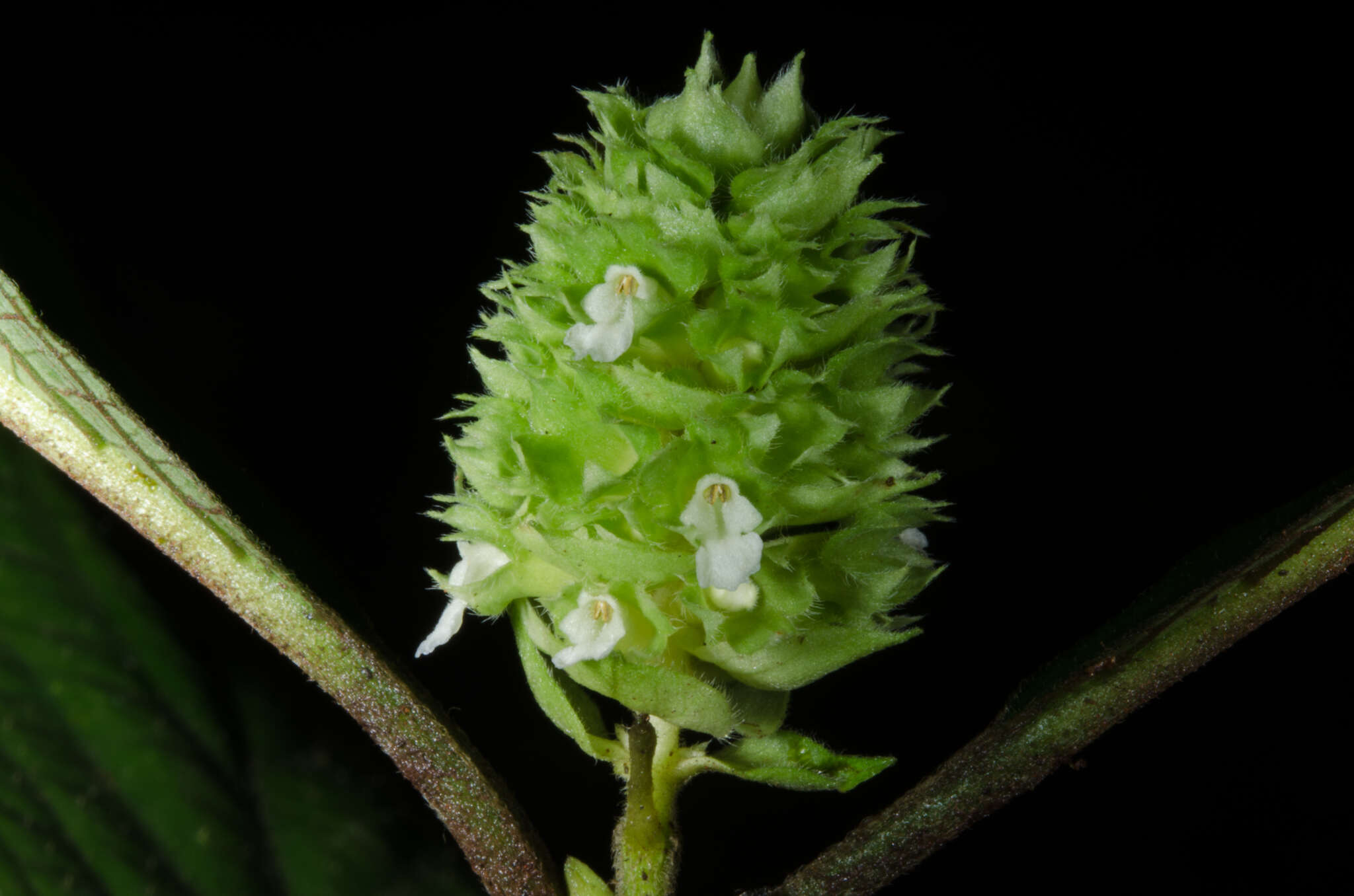 Image of Achyrospermum oblongifolium Baker