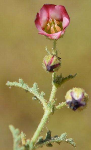 Image of Hermannia bicolor Dinter & Engl.