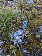 Image of Meconopsis horridula Hook. fil. & Thomson