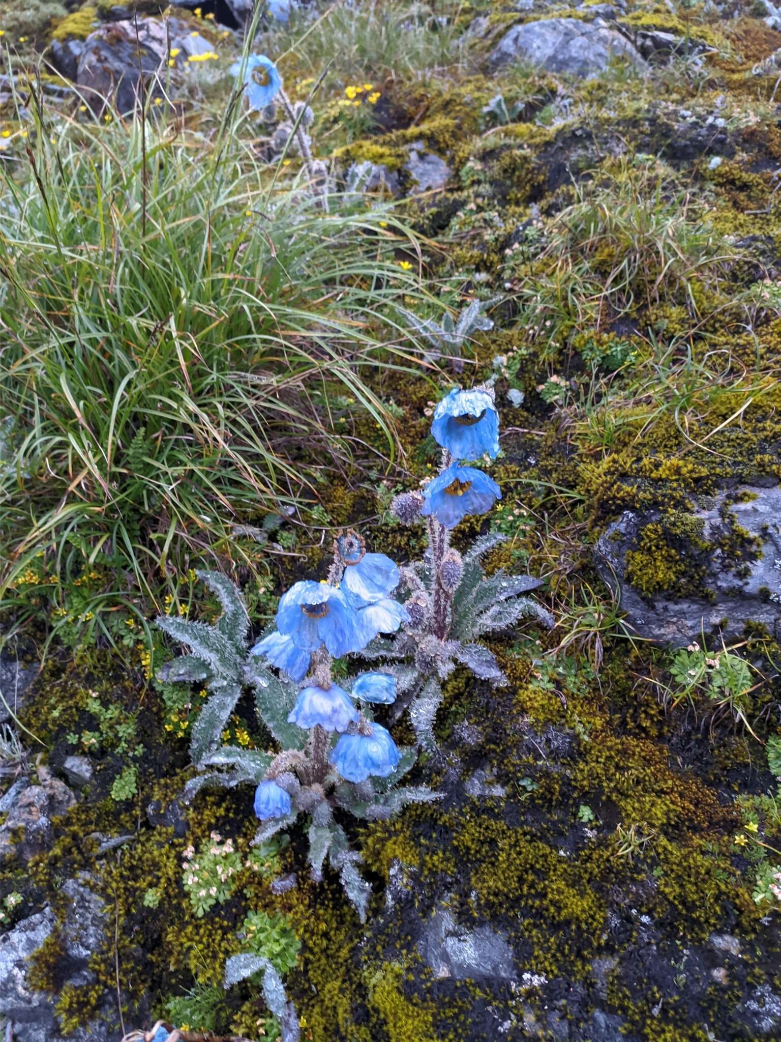 Image of Meconopsis horridula Hook. fil. & Thomson