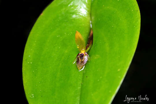 Imagem de Pleurothallis rhodoglossa Schltr.