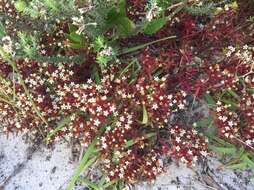 Image of Crassula expansa subsp. expansa