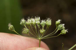 Image of Pimpinella cretica Poir.