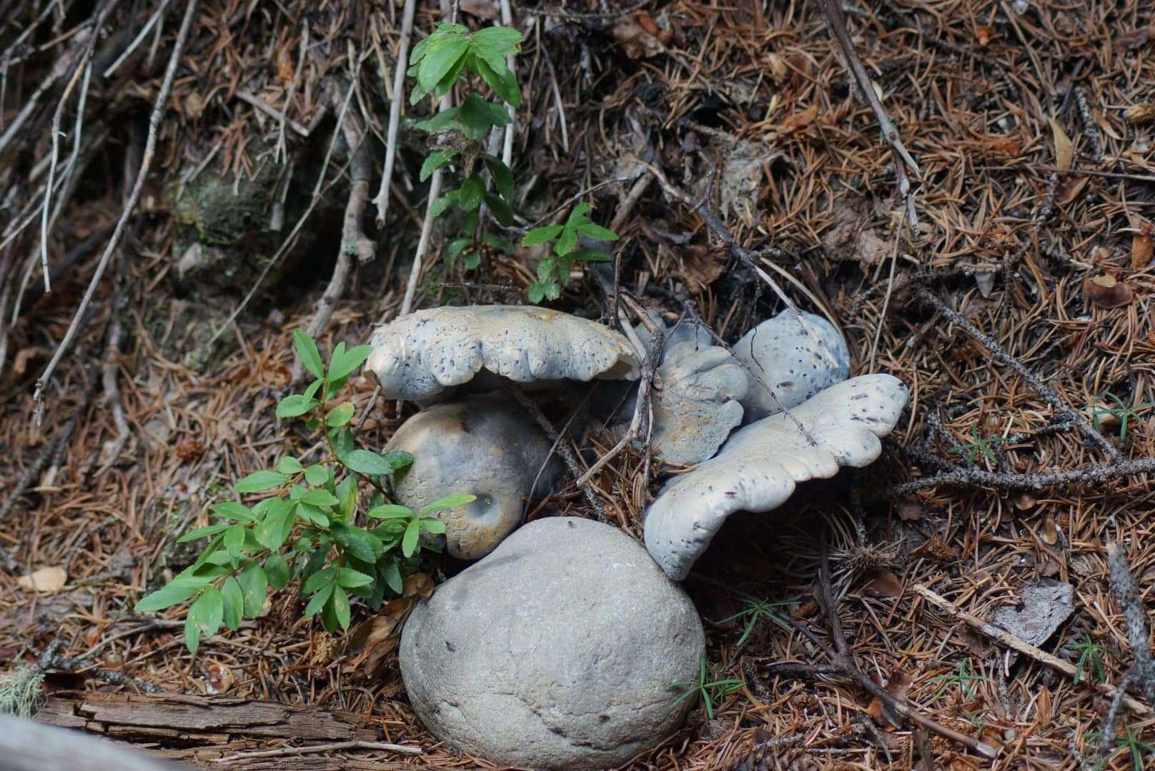 Image of Albatrellopsis