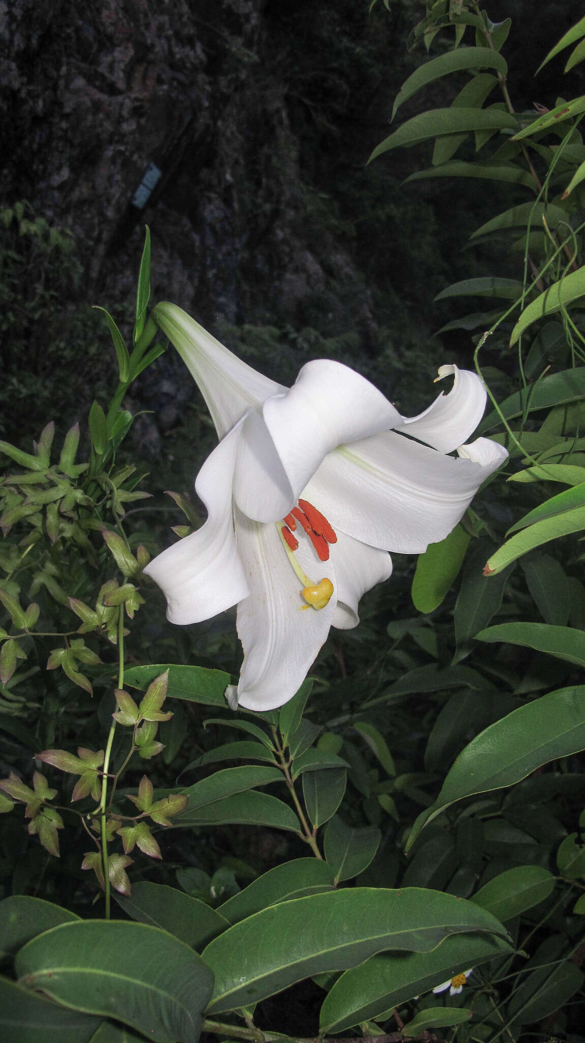 Image of Chinese Lily