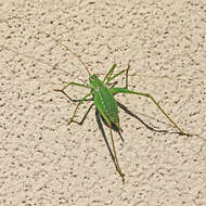 Image of Common Short-winged Katydid