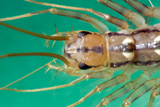 Image of House Centipede