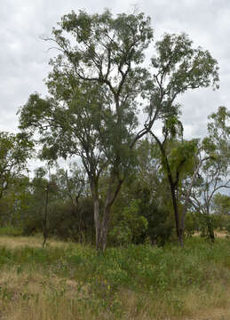 Image of Eucalyptus leptophleba F. Müll.