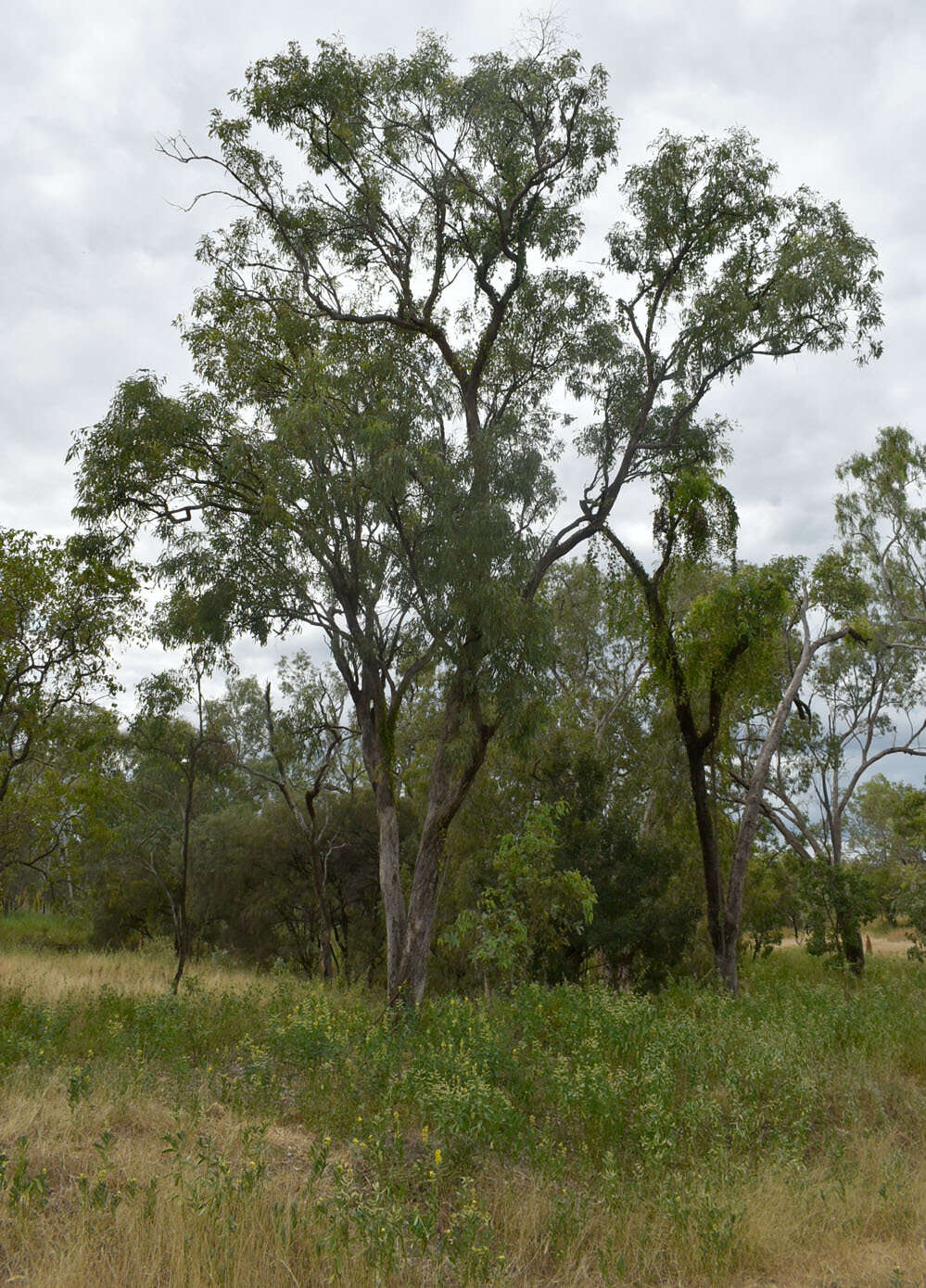 Image de Eucalyptus leptophleba F. Müll.