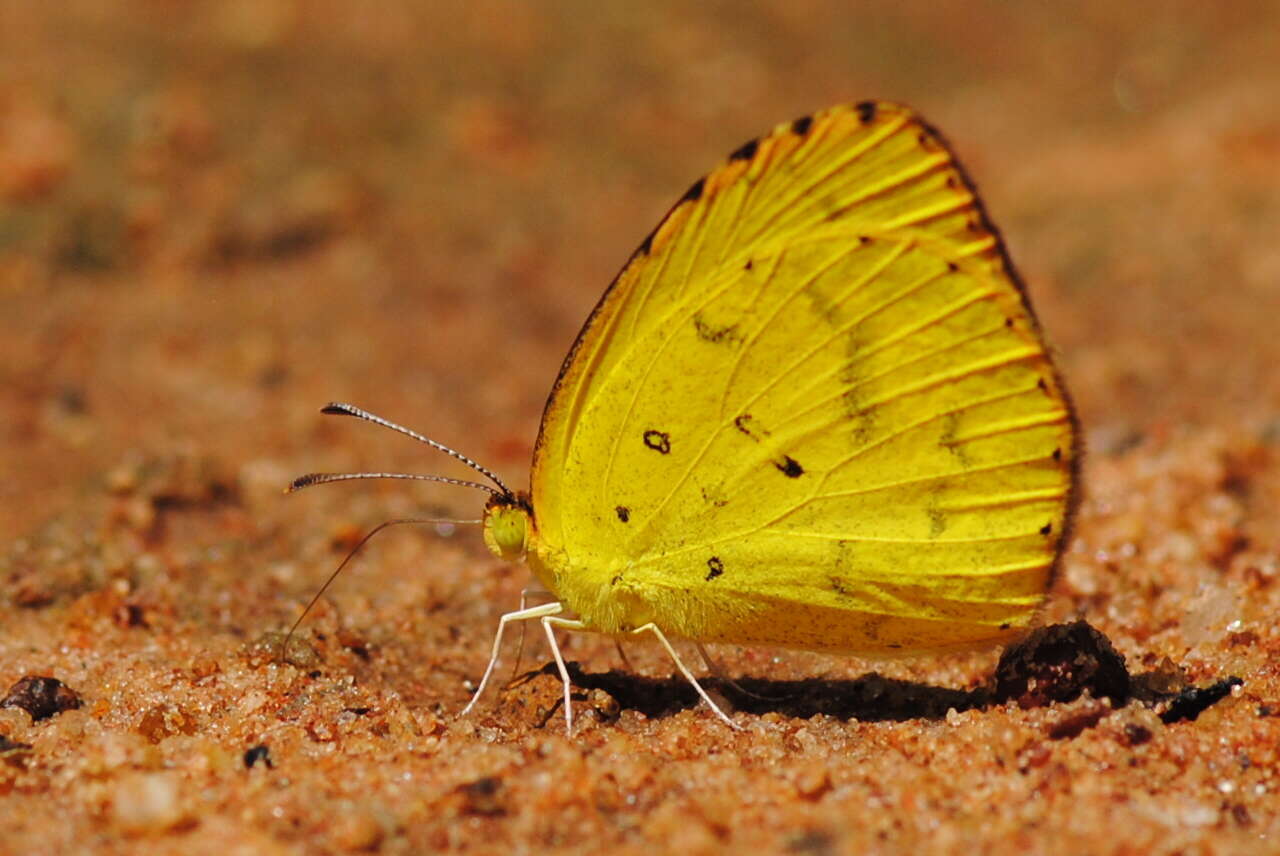 Eurema brigitta (Stoll (1780)) resmi