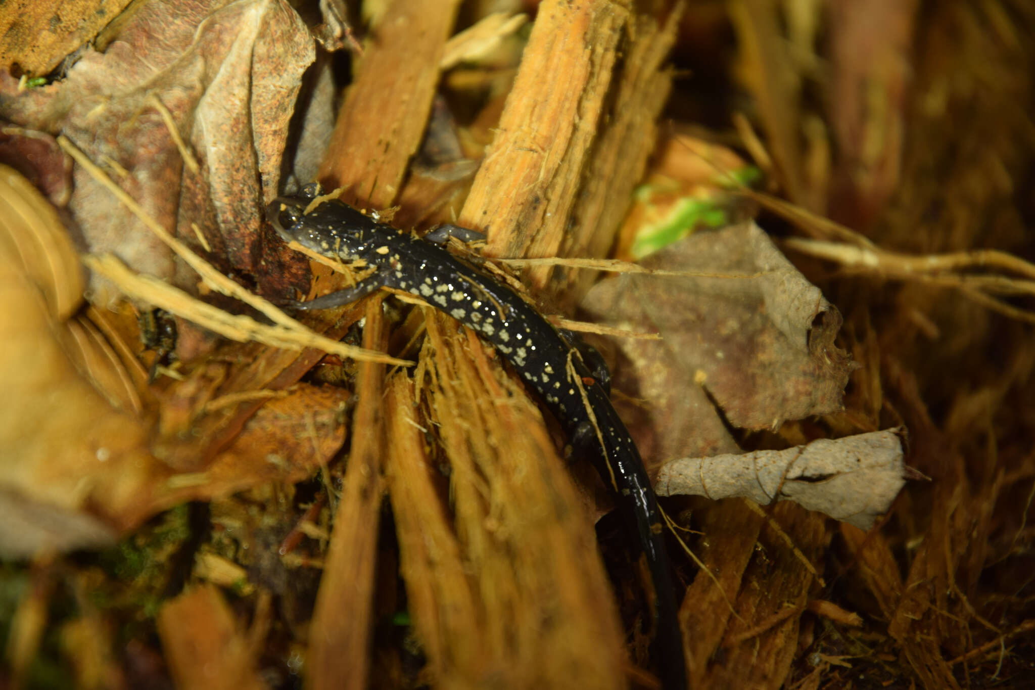 Image de Plethodon aureolus Highton 1984