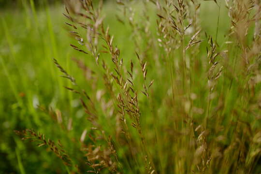 Image of variousleaf fescue