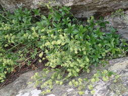 Image of Alchemilla saxatilis Buser