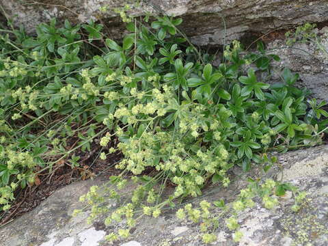 Image of Alchemilla saxatilis Buser