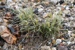 Image of desertgrass