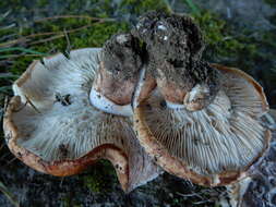 Image of Tricholoma batschii Gulden 1969