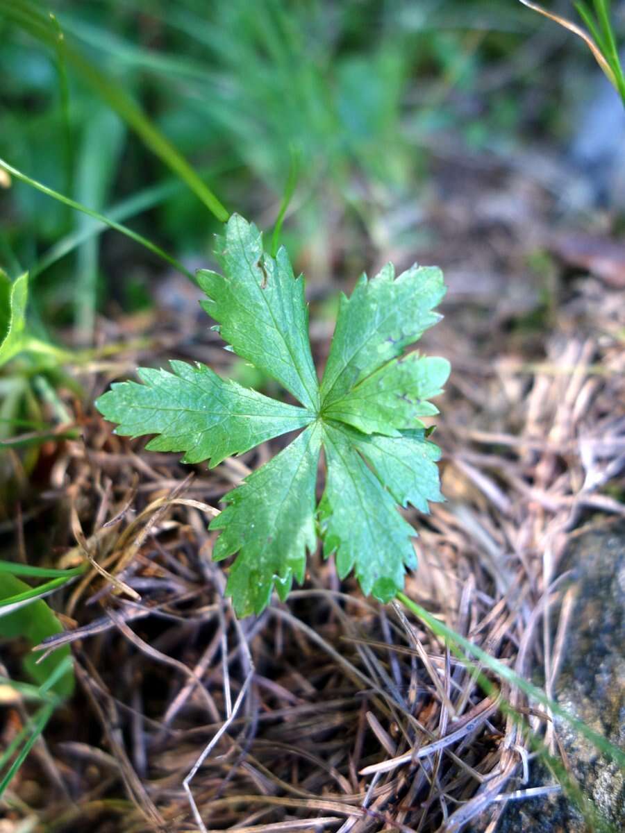 Imagem de Astrantia minor L.