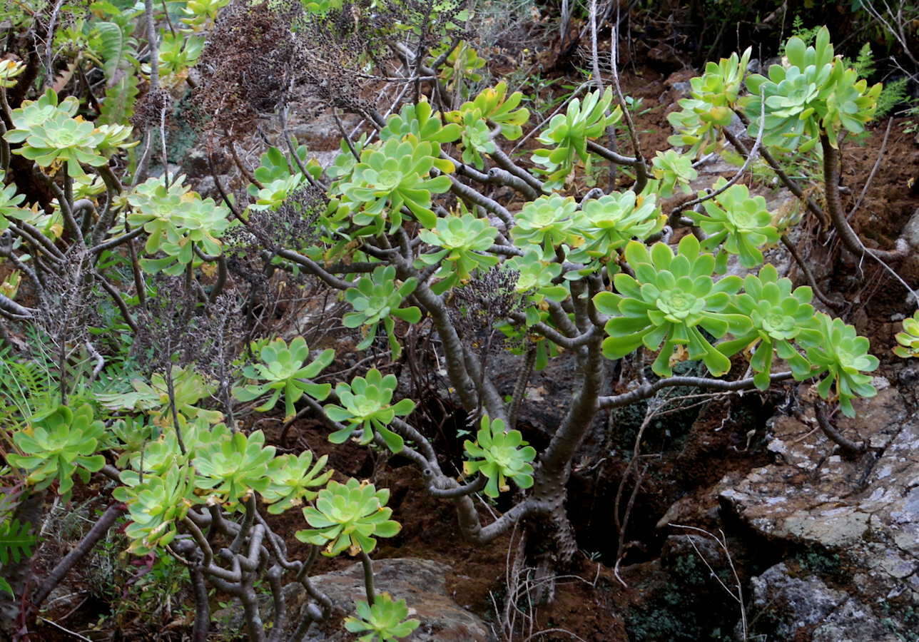 Image of Aeonium arboreum subsp. holochrysum (H. Y. Liu) Bañares