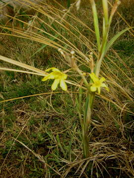 Image of yelow tulip