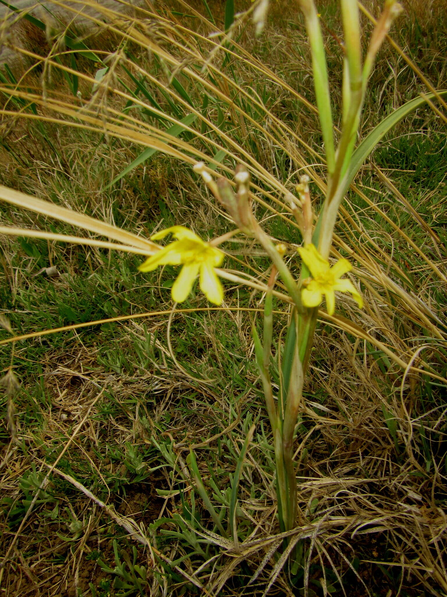 Image of yelow tulip